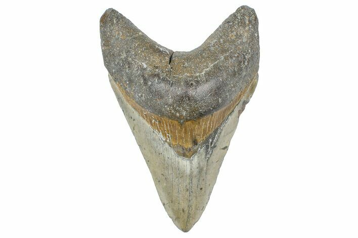 Fossil Megalodon Tooth - North Carolina #358931